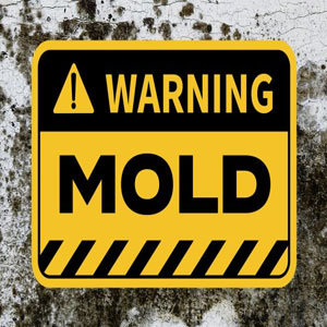 Understanding Mold and Indoor Air Quality in Lake Wylie, SC Homes