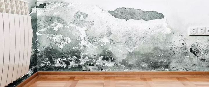 Is Mold Lurking in Your Air? Why Charlotte (NC) Homeowners Turn to Kals Inspection Services 1 mold damage 2 Secondary